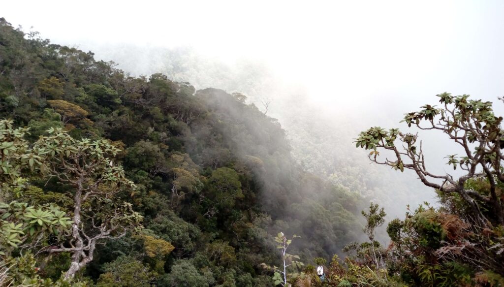 Mist in Horton Plains
