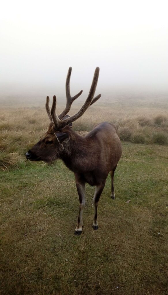 Somber Deer