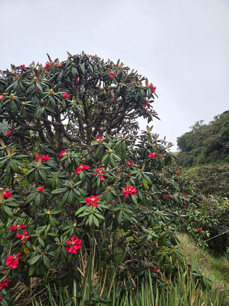 Rhododendron arboreum, a vibrant red flowering tree found in Horton Plains National Park