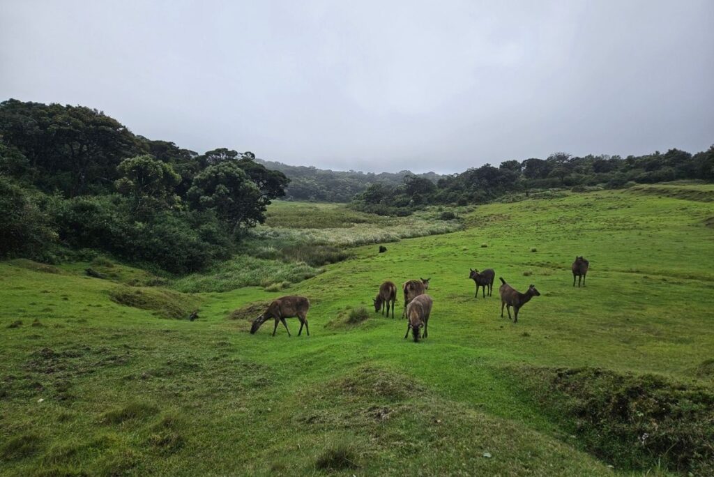 Sambar Deer in Horton Plains