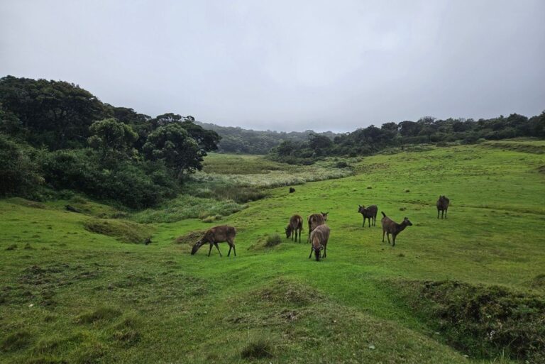 Sambar Deer in Horton Plains