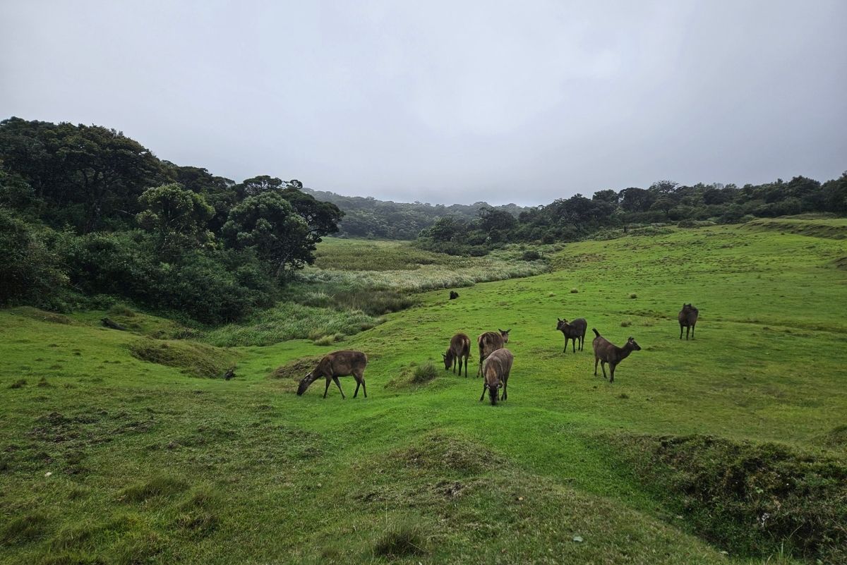 Sambar Deer in Horton Plains