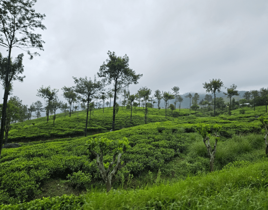 Tea States in Nuwara Eliya