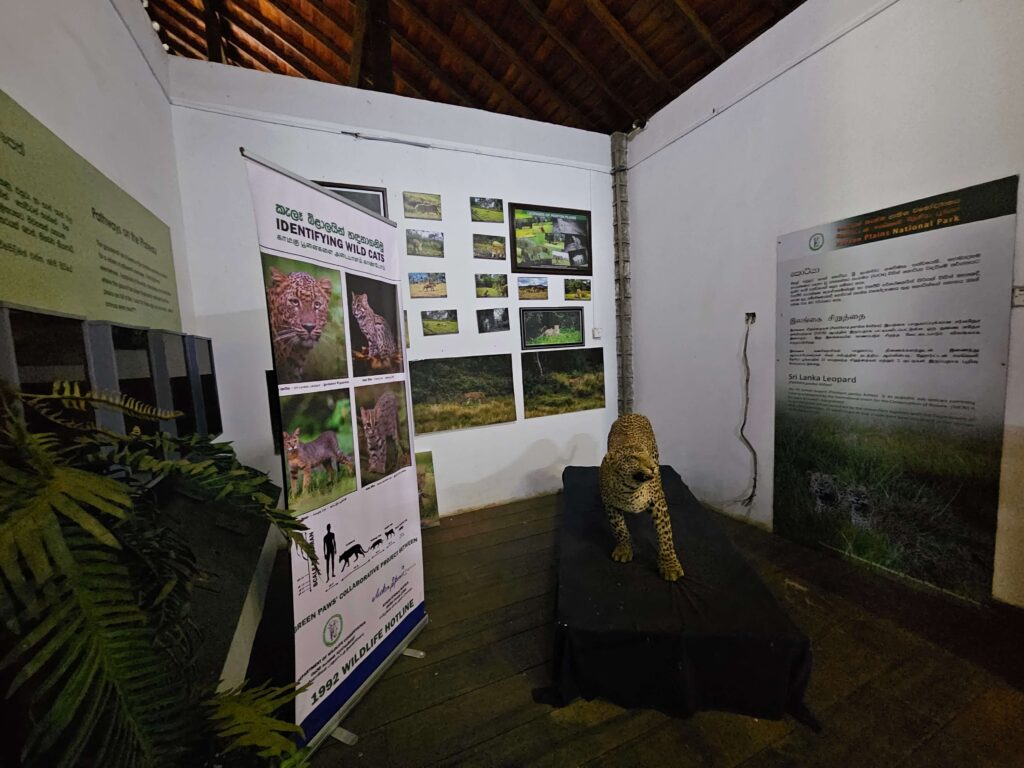 Sri Lankan Leopard